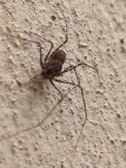 Scytodidae