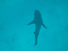 Carcharhinus galapagensis