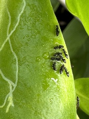 Technomyrmex albipes