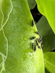 Technomyrmex albipes