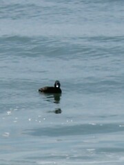 Melanitta perspicillata