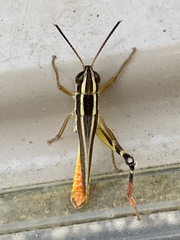 Macrotona australis