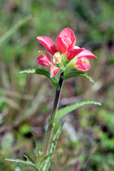 Castilleja indivisa