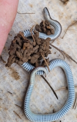 Contia tenuis