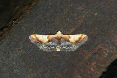Pyralis pictalis