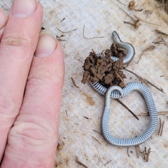 Contia tenuis