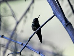 Riccordia swainsonii