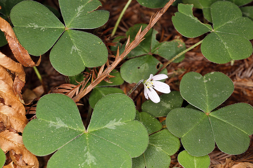 Oxalis oregana