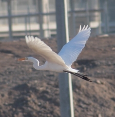 Ardea alba