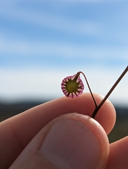 Thysanocarpus radians