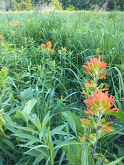 Castilleja coccinea