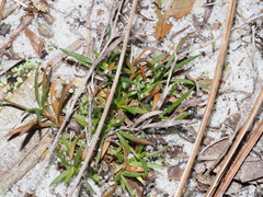 Polypremum procumbens
