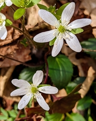 Hepatica acutiloba