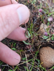 Thysanocarpus radians