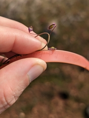 Thysanocarpus radians