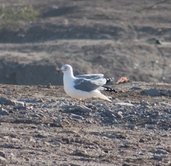Larus delawarensis