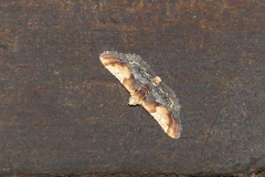 Pyralis pictalis