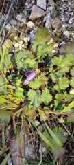 Phacelia campanularia