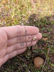 Thysanocarpus radians