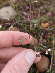 Thysanocarpus radians
