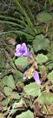 Phacelia campanularia