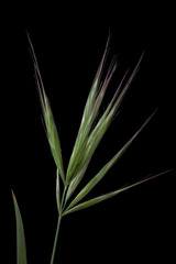 Bromus rubens