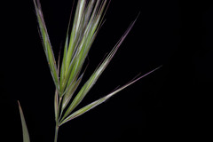 Bromus rubens