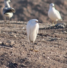 Egretta thula