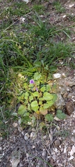Phacelia campanularia