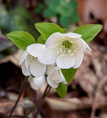 Hepatica acutiloba