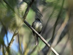 Contopus hispaniolensis