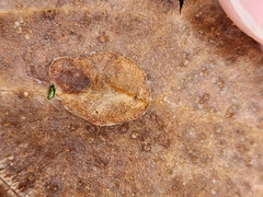 Ectoedemia platanella