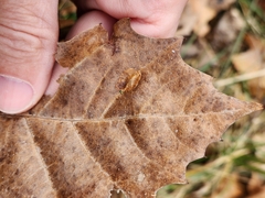 Ectoedemia platanella