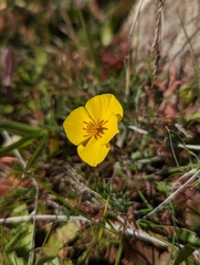 Eschscholzia lobbii