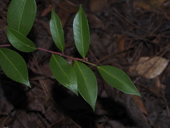 Lyonia lucida