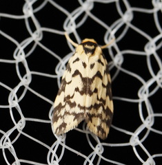 Goniosema anguliscripta