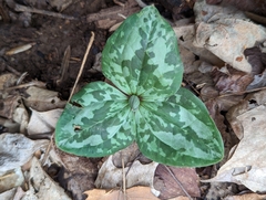 Trillium decumbens