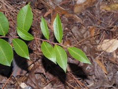 Lyonia lucida