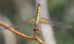 Erythrodiplax corallina