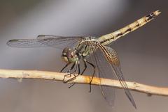 Erythrodiplax corallina