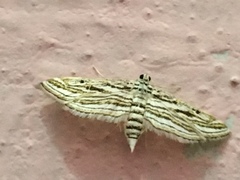 Parapoynx fluctuosalis