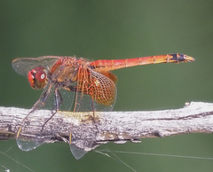 Erythrodiplax corallina