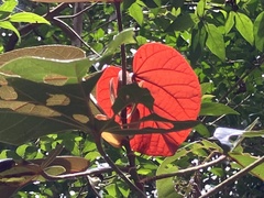 Homalanthus populifolius