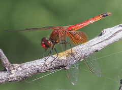 Erythrodiplax corallina