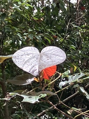 Homalanthus populifolius