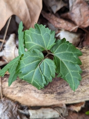 Cardamine diphylla