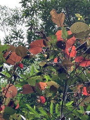 Homalanthus populifolius