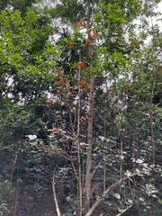 Homalanthus populifolius