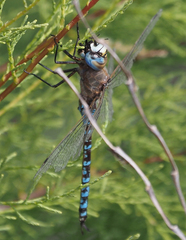 Rhionaeschna absoluta