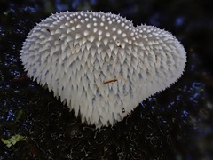 Pseudohydnum
